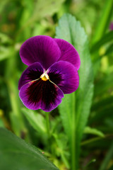 pansies