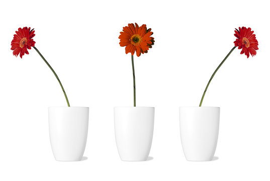 blume, blume, blume, blume, blume, blume, blume, b