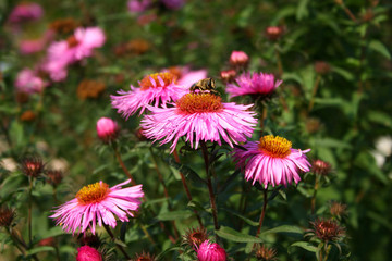 Obraz premium summer flowers