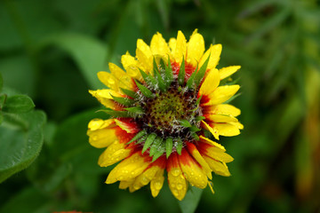 summer flowers