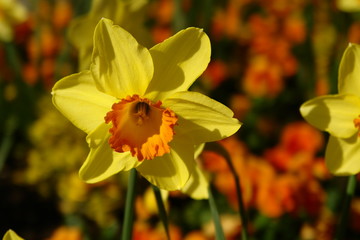 narciso giallo