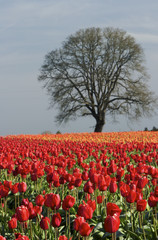Fototapeta na wymiar tree in the tulip field