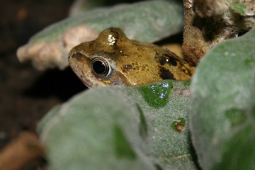 garden toad