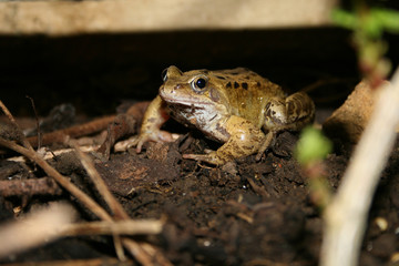Naklejka premium toad