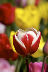 Fototapeta premium small red tulip