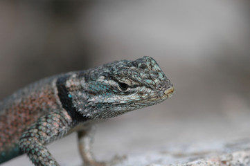 spiny lizard