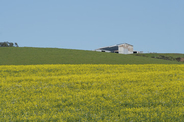 barn in mustard field