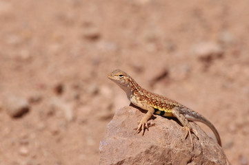 earless lizard