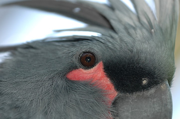grey cockatoo