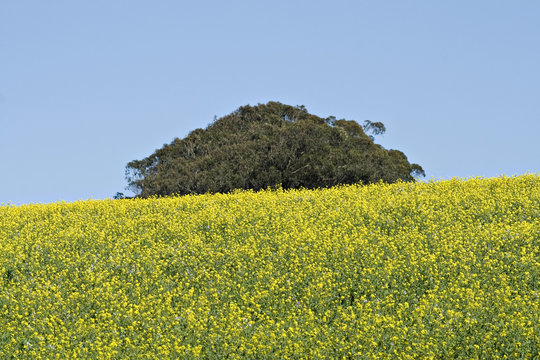lone tree in a field of mustard