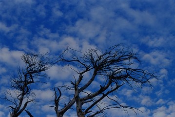 trees against a cloudy sky