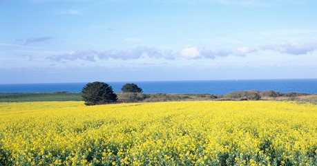 mustard field, sky and sea