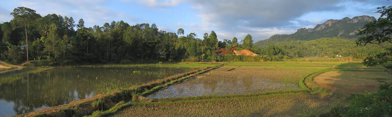 Fototapeta na wymiar okólnik ricefields z Londa do Kete Kesu, Rantepao, Sulawesi