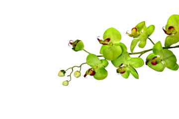 Photo sur Plexiglas Orchidée isolated green orchid