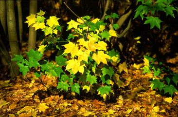 green and yellow leaves
