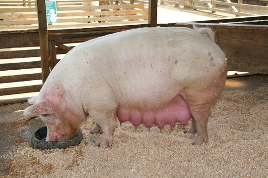 pregnant pig