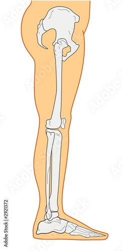 "human anatomy showing leg skeletal bones side" Stock photo and royalty