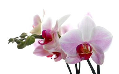 Isolated moth orchid ( phalaenopsis ) against white background