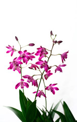 Isolated mini orchid against white background
