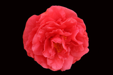 camellia