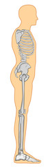 human anatomy sideview bones