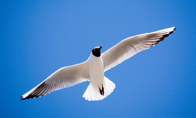 Obraz premium seagull