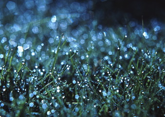 glittery morning dew on gras lawn
