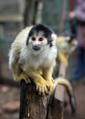 staring little monkey