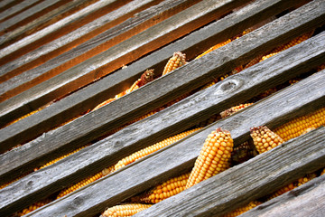 corn in barn