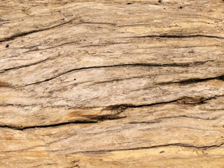 Plakat drift wood pattern