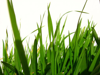 gras