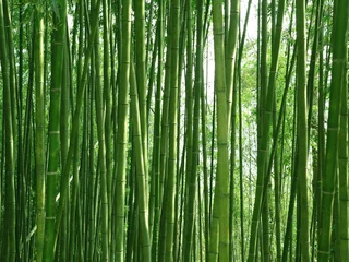 Fototapeten bambuswald © avarooa