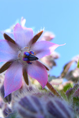 wildblume akelei