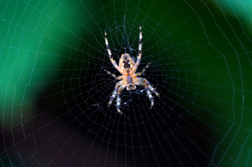 radiographic picture of a spider
