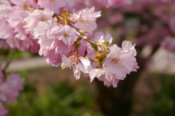 apfelblüten