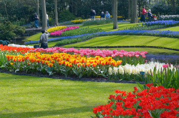 colorful flower garden in spring