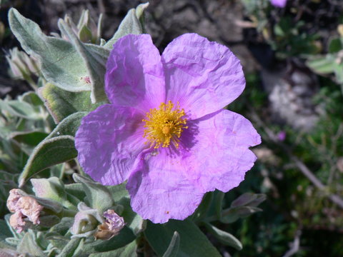 fleur de ciste