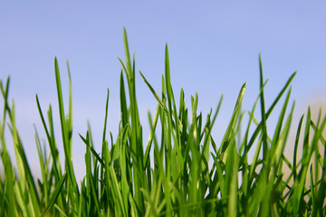 macro of grass