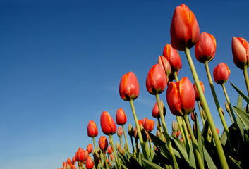 tulip fields - 2926566