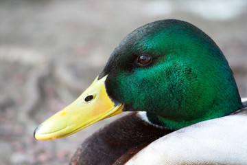 duck-profile