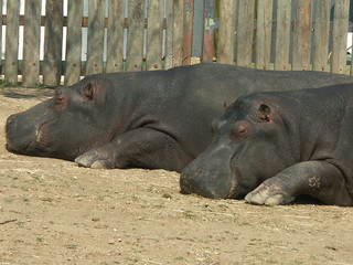deux hippopotames
