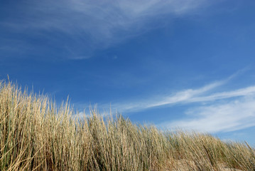 dunes in holland