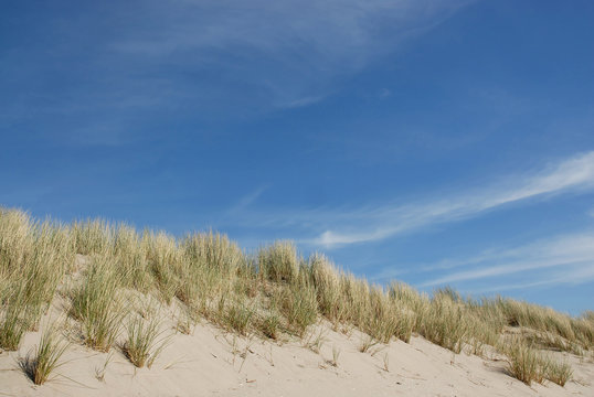 dunes at the beach