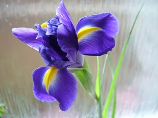 Papier Peint photo Autocollant Iris iris bleu