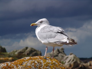 gabbiano