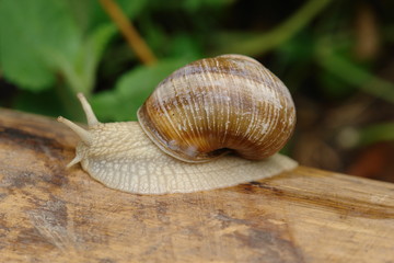 lumaca