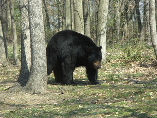 un ours noir se promène