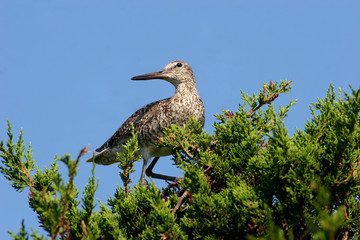 willet