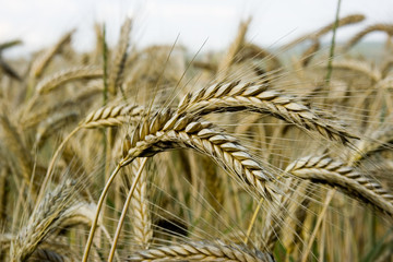 Kornfeld