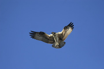 osprey in flight